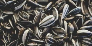 Sunflower Seeds