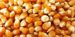 Yellow Corn Seeds