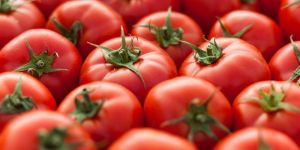 Arka Shreshtha Tomato