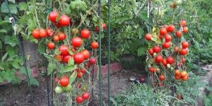 Kashi Amrit Tomato