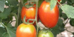 Kashi Vishesh Tomato