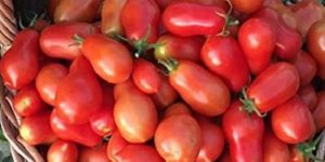 Punjab Chauraha Tomato