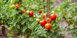 Pusa Ruby Tomato