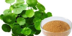 Bacopa Monnieri Extract - Brahmi Extract