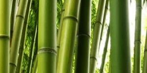 Bamboo Extract 70%
