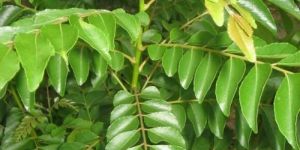 Curry Leaf Extract