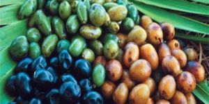 Saw Palmetto Oil - Serenoa Repens Oil