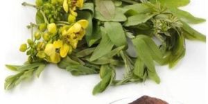 Senna Extract - Cassia Angustifolia Extract