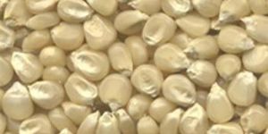 White Maize Seeds