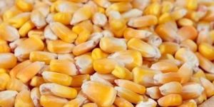 Yellow Corn Seeds