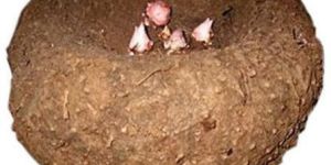 Fresh Elephant Foot Yam