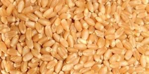 Sortex Quality Wheat