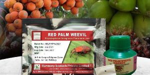 Rhynchophorus Ferrugineus (RPW)