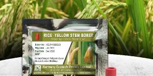 Scirpophaga Incertulas