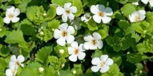 Bacopa Monnieri Extract