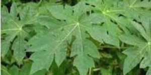 Papaya Leaf Extract
