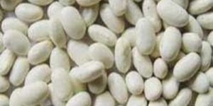 White Kidney Bean
