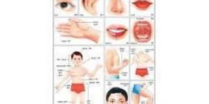 Parts of Body Educational Chart