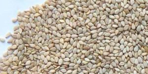 Sesame Seeds