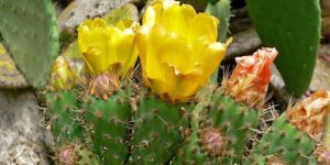 Prickly Pear Extract