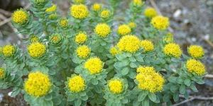 Rhodiola Rosea Extract