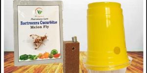 Bactrocera Cucurbaite Melon fly pheromone Lure & glass trap