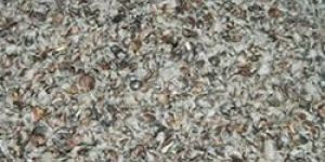 Cotton Seed Husk