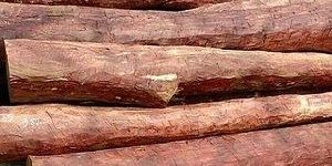 Red Sandalwood Logs
