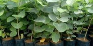 Red Sandalwood Plant