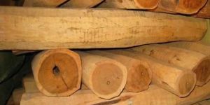 White Sandalwood Logs