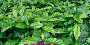 Coffee Plant