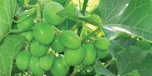Jatropha Plant