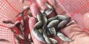 Tilapia Fish Seeds