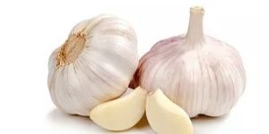 Fresh Garlic