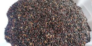 Black Rice