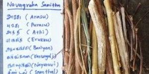 Havan Samidha(Nava Samithu Sticks)