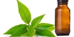 Green Tea CP Stable Fragrance Oil