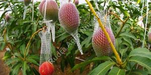 Miyazaki Mango Plant