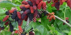Mulberry Plant
