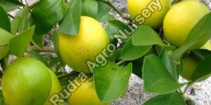 Organic Lemon Plant