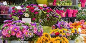 Outdoor Flower Plant