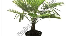 Palm Garden Plant