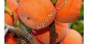 Persimmon Plant