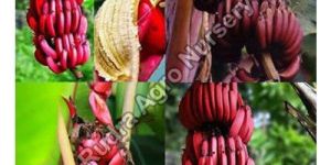 Red Banana Plant