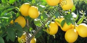 Seedless Lemon Plant
