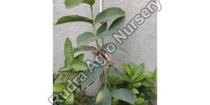 Thai Guava Plant