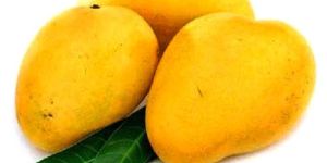 Fresh Alphonso Mango