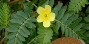 Tribulus Extract
