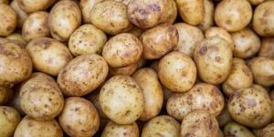 Fresh Potato