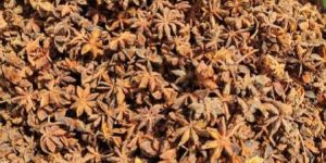 Star Anise Spring
